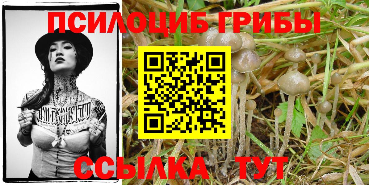 Псилоцибиновые грибы Psilocybine cubensis Зеленокумск